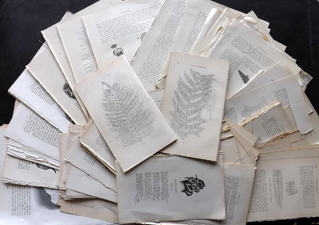 Botanical 19th Cent. Lot of 250 Sheets. Wood Engravings (1 of 3)