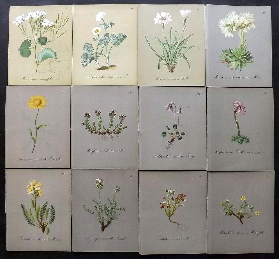 Seboth & Graf 1884 Lot of 12 Botanical Prints: Chromolithographs Published 1879-84, London for "Alpine Plants.." English Edition by Joseph Seboth & Ferdinand Graf. Edited by Alfred W. Bennett. Paper Size: 6.5 x 5 inch (16.5 x 13cm) Good Condition