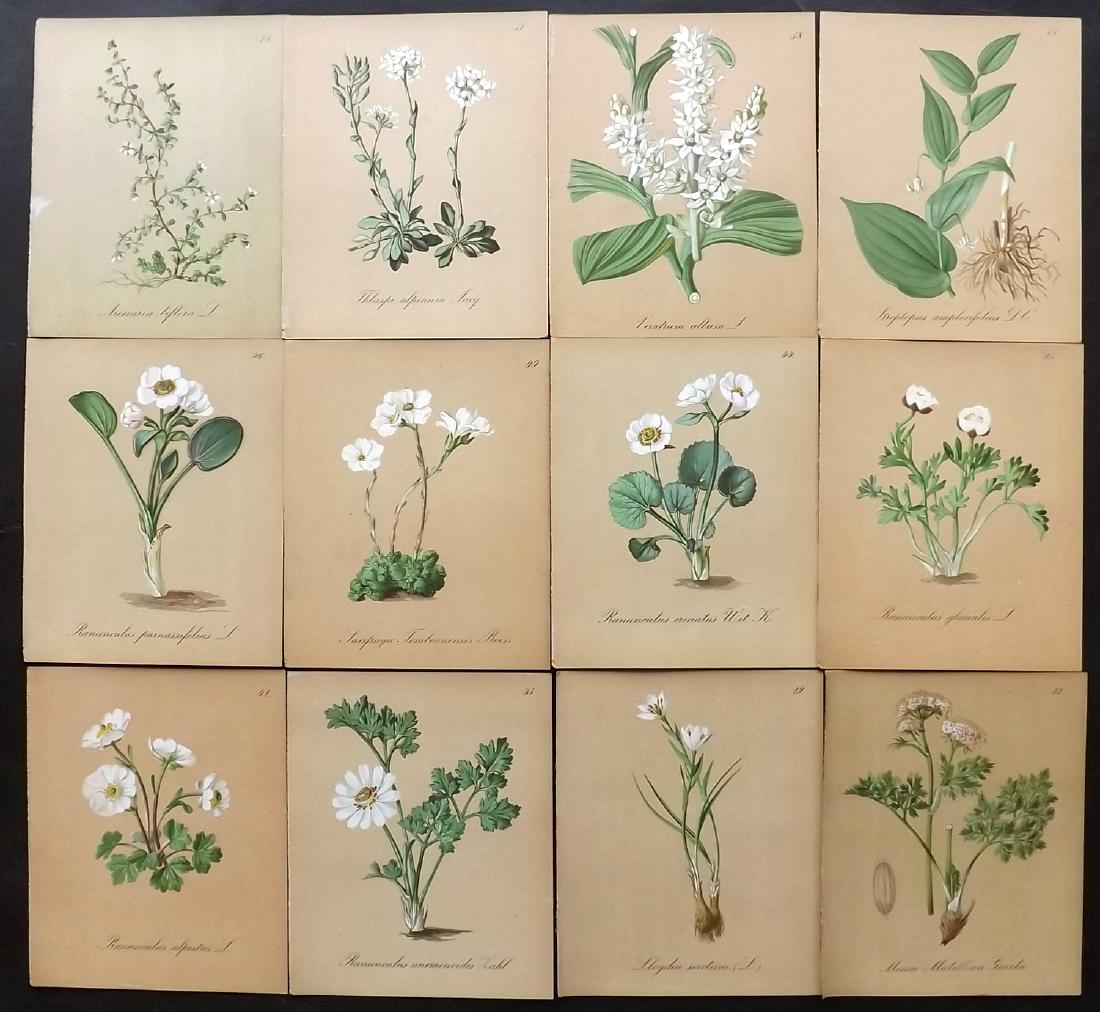 Seboth & Graf 1884 Lot of 12 Botanical Prints: Chromolithographs Published 1879-84, London for "Alpine Plants.." English Edition by Joseph Seboth & Ferdinand Graf. Edited by Alfred W. Bennett. Paper Size: 6.5 x 5 inch (16.5 x 13cm) Good Condition