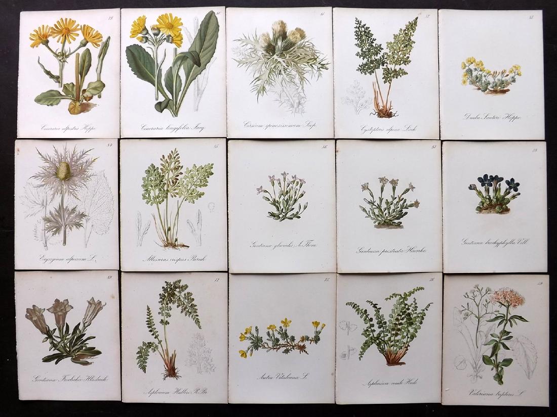 Seboth & Graf 1884 Lot of 15 Botanical Prints: Chromolithographs Published 1879-84, London for "Alpine Plants.." English Edition by Joseph Seboth & Ferdinand Graf. Edited by Alfred W. Bennett. Paper Size: 6.5 x 5 inch (16.5 x 13cm) Good Condition