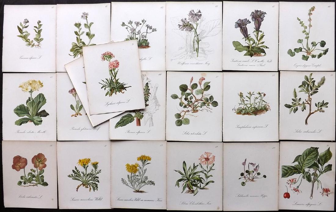 Seboth & Graf 1884 Lot of 20 Botanical Prints: Chromolithographs Published 1879-84, London for "Alpine Plants.." English Edition by Joseph Seboth & Ferdinand Graf. Edited by Alfred W. Bennett. Paper Size: 6.5 x 5 inch (16.5 x 13cm) Good Condition