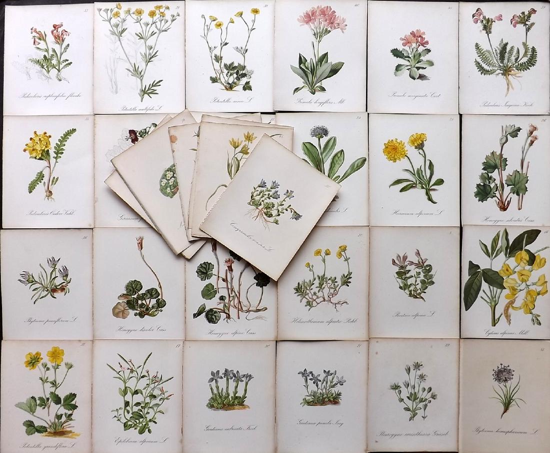 Seboth & Graf 1884 Lot of 30 Botanical Prints: Chromolithographs Published 1879-84, London for "Alpine Plants.." English Edition by Joseph Seboth & Ferdinand Graf. Edited by Alfred W. Bennett. Paper Size: 6.5 x 5 inch (16.5 x 13cm) Good Condition