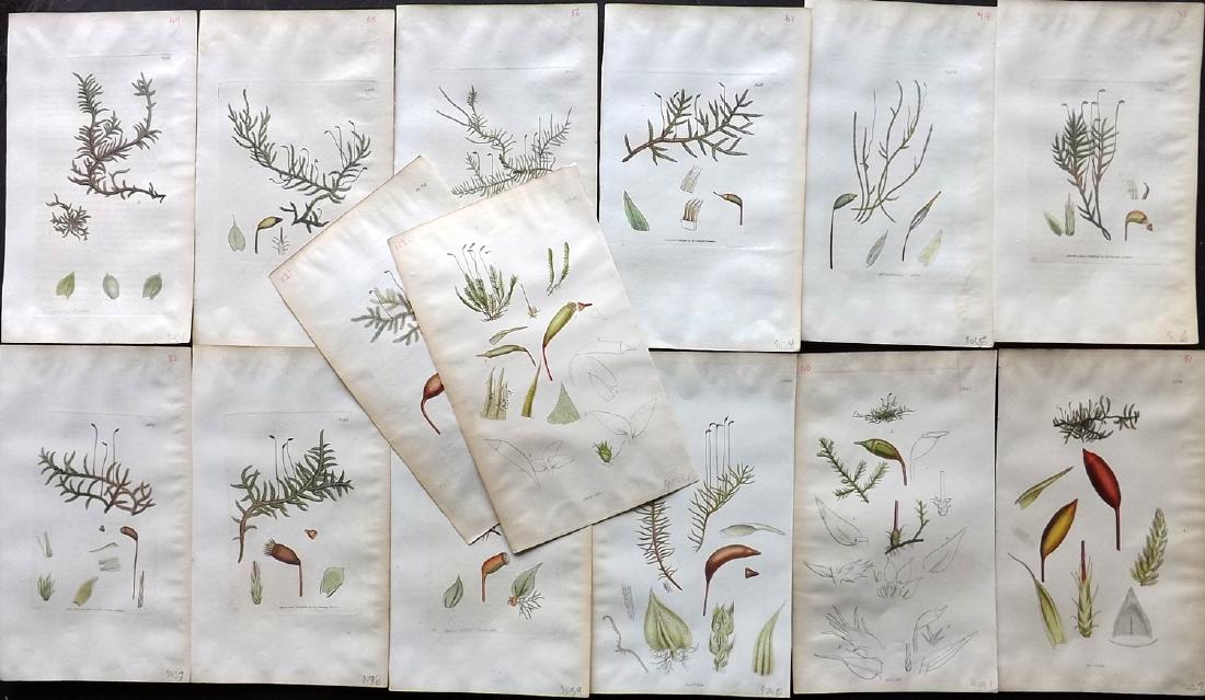 Sowerby, James C1800 Lot 14 HC Botanical Prints. Mosses: Hand Coloured Copper Plates Published London, 1790-1814 for "English Botany; or, Coloured Figures of British Plants..." First Edition by James Sowerby. Some also from the second Edition, C1840. With a