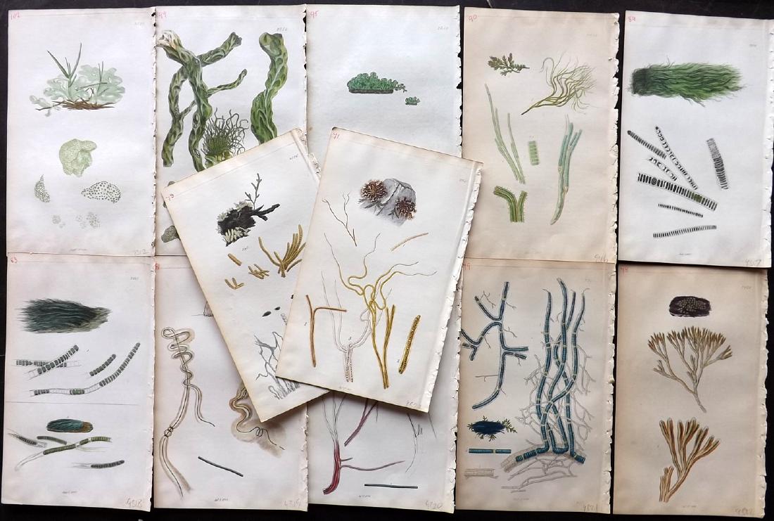 Sowerby, James C1840 Lot 12 HC Botanicals Algae Seaweed: Hand Coloured Etchings Published 1832-54, London for "English Botany; or, Coloured Figures of British Plants..." Second Edition by James Sowerby and Edward Smith. Paper Size: 9 x 5.5 inch (23 x 14cm) 
