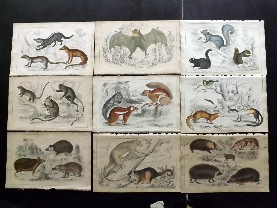 Goldsmith, Oliver 1855 Lot of 12 HC Prints. Bats,: Hand Coloured Etching/Engravings Published 1855 by A. Fullarton & Co., London for "A History of the Earth and Animated Nature" by Oliver Goldsmith. Paper Size: 10 x 6 inch (25 x 16cm) Some toning and 