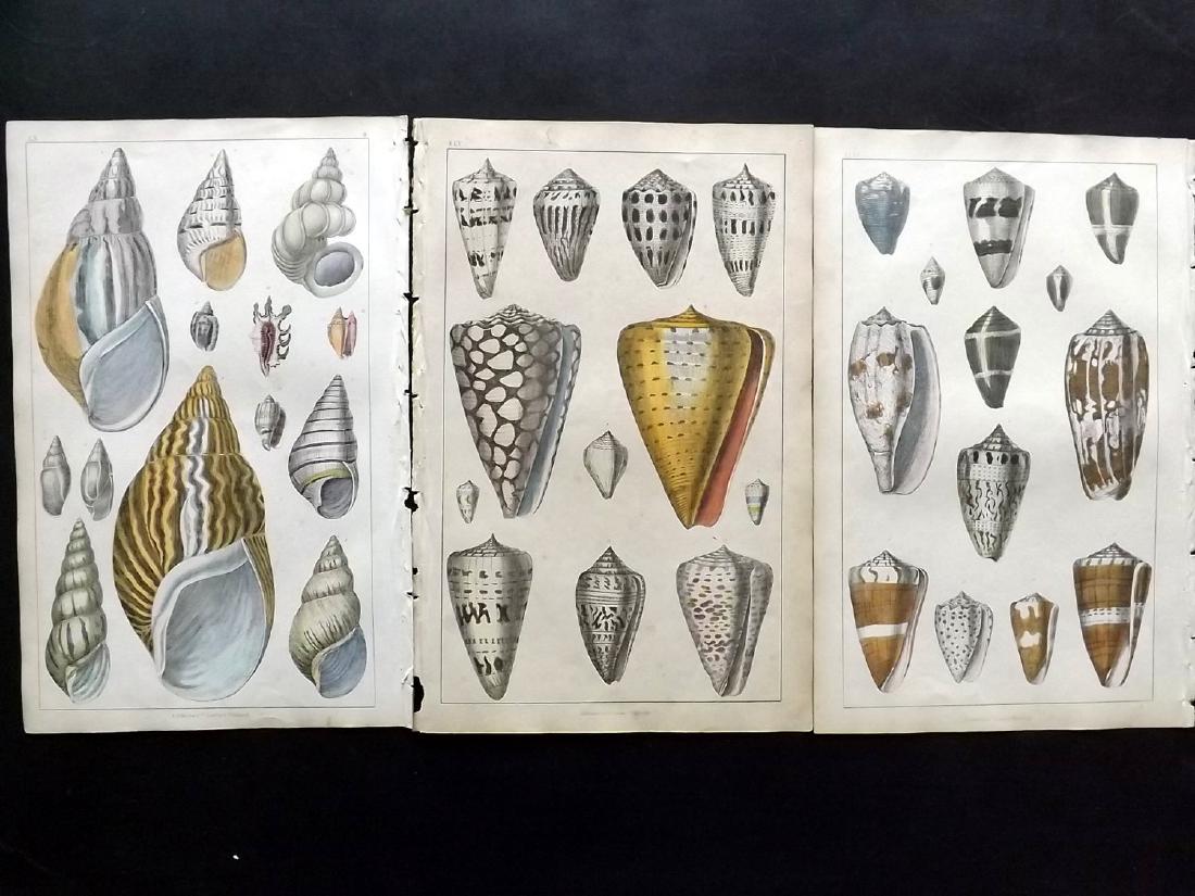 Goldsmith, Oliver 1855 Lot of 3 Hand Col Shell Prints: Hand Coloured Etching/Engravings Published 1855 by A. Fullarton & Co., London for "A History of the Earth and Animated Nature" by Oliver Goldsmith. Paper Size: 10 x 6 inch (25 x 16cm) Minor background