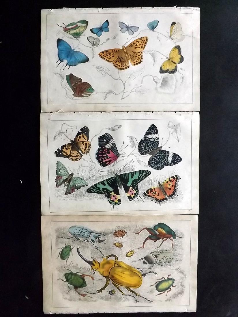 Goldsmith, Oliver 1855 Lot of 3. Butterflies, Beetles (1 of 2)