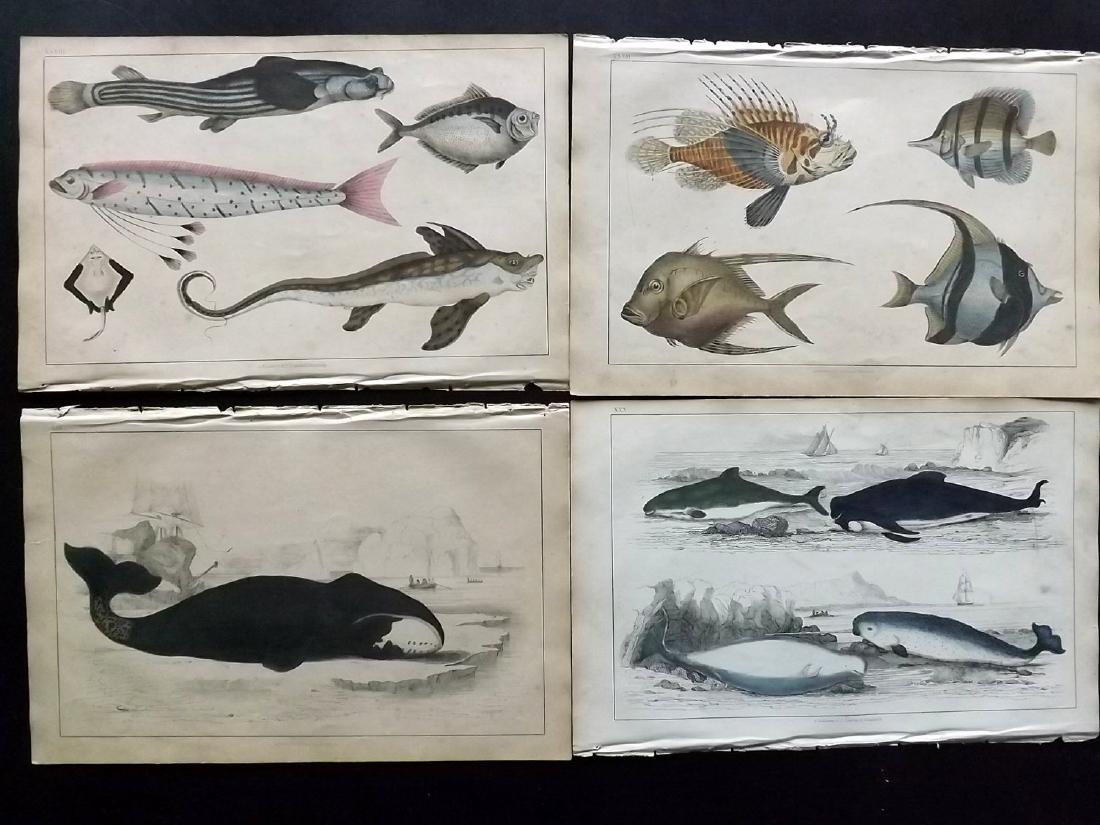Goldsmith, Oliver 1855 Lot of 4 Fish, Whale, Dolphin: Hand Coloured Etching/Engravings Published 1855 by A. Fullarton & Co., London for "A History of the Earth and Animated Nature" by Oliver Goldsmith. Paper Size: 10 x 6 inch (25 x 16cm) Some toning, oth