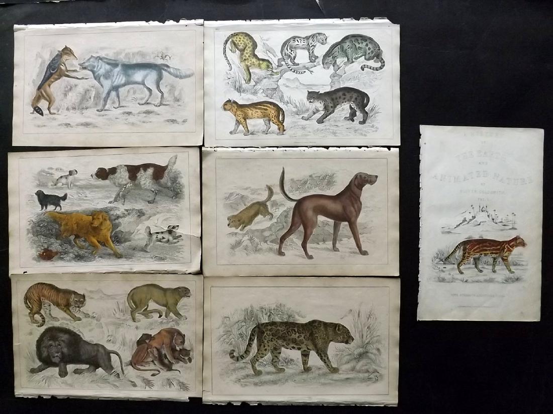 Goldsmith, Oliver 1855 Lot of 7 HC Prints. Big Cats, (1 of 2)