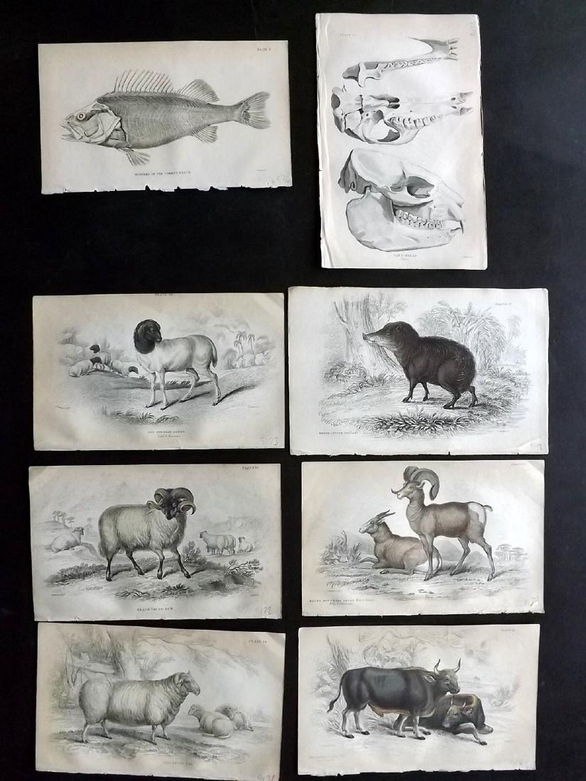 Jardine, William C1840 Lot of 8 Antique Prints (1 of 2)