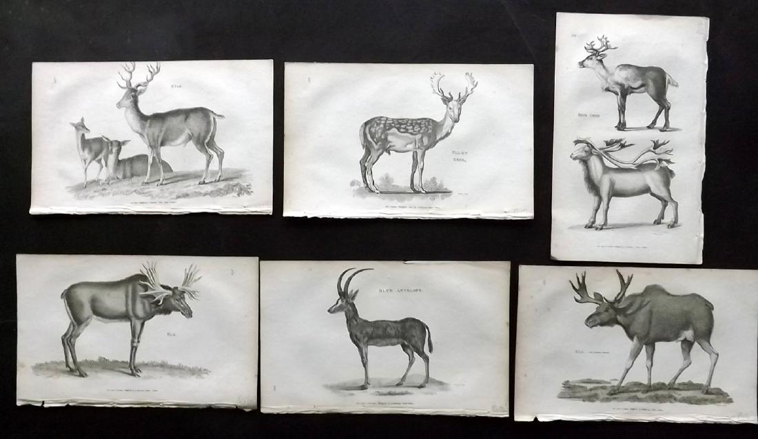 Shaw, George C1800 Lot of 6 Prints. Deer, Elk, Antelope (1 of 2)