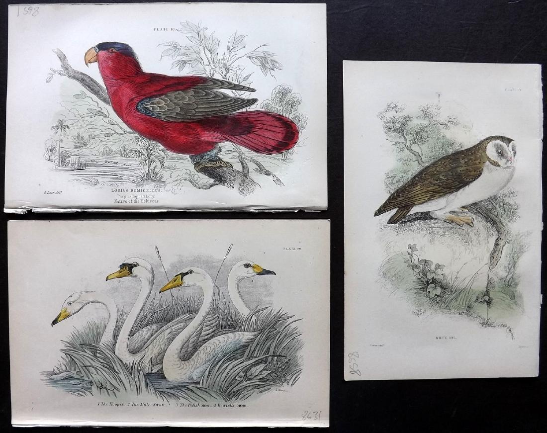 Bechstein, J. M. 1889 Hcol Bird Prints (3) Lory, Swan, (1 of 1)