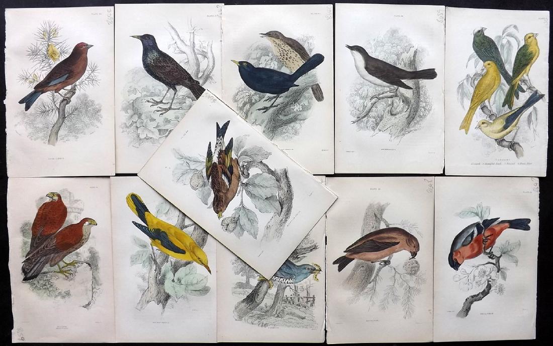 Bechstein, J. M. 1889 Lot of 11 Hand Col Bird Prints: Hand Coloured Lithographs Published 1889, London for "Cage and Chamber-Birds" by J. M. Bechstein. Fine hand colour as issued. Most of the images are taken from Jardine's Naturalist's Library. Paper Si