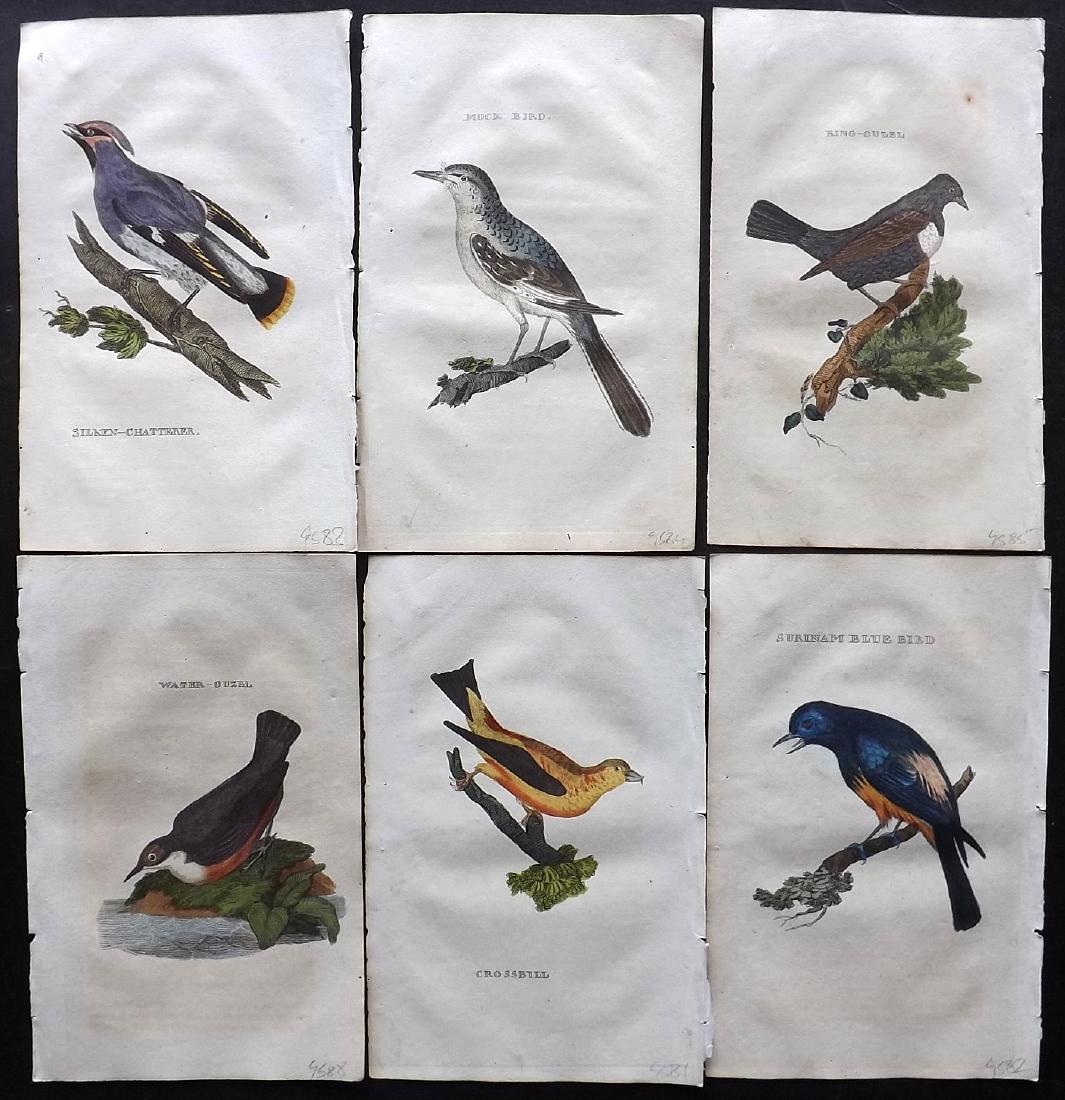 Brightly (Pub) 1815 Lot of 6 Hand Coloured Bird Prints (1 of 2)