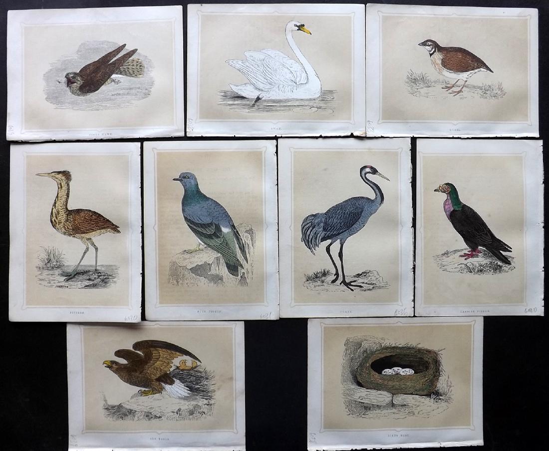 Morris, Francis 1856 Lot of 9 Bible History Bird Prints: Woodblocks Published 1856, Manchester for "Bible Natural History..." by Rev. Francis Orpen Morris. Printed Benjamin Fawcett. Hand Coloured as issued. Scarce. Paper Size: 7 x 5.5 inch (18 x 14cm) Good 