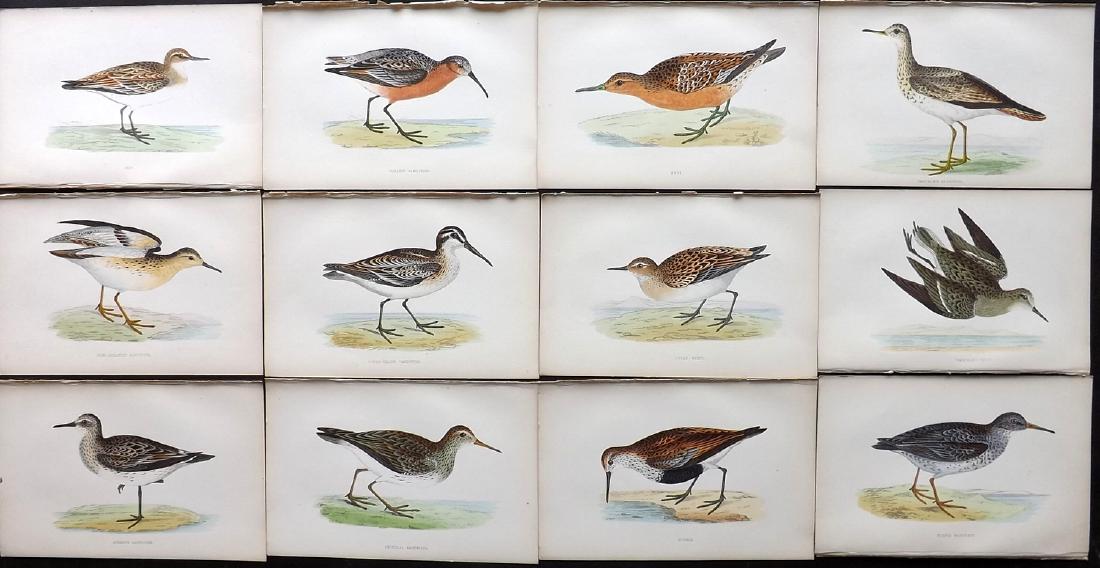 Morris, Francis 1867 Lot of 12 Hand Col Bird Prints: Woodblocks Published 1863-67, London for "A History of British Birds" by the Rev. F. O. Morris. Printed in colours and finished by Benjamin Fawcett. Paper Size: 7.5 x 5 inch (19 x 14cm) Good Condition