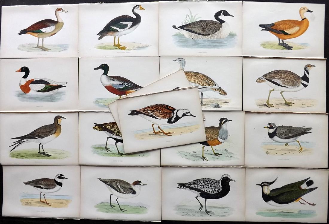 Morris, Francis 1867 Lot of 18 Hand Col Bird Prints: Woodblocks Published 1863-67, London for "A History of British Birds" by the Rev. F. O. Morris. Printed in colours and finished by Benjamin Fawcett. Paper Size: 7.5 x 5 inch (19 x 14cm) Good Condition