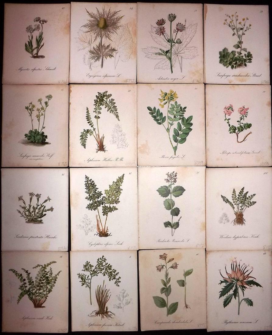 Seboth & Graf 1884 Lot of 16 Botanical Prints: Chromolithographs Published 1879-84, London for "Alpine Plants.." English Edition by Joseph Seboth & Ferdinand Graf. Edited by Alfred W. Bennett. Paper Size: 6.5 x 5 inch (16.5 x 13cm) Minor backgroun