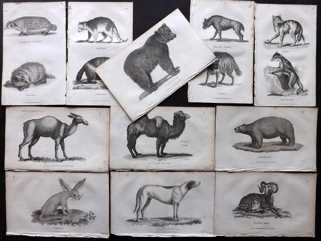 Shaw, George C1800 Lot of 11 Prints. Quadrupeds (1 of 2)