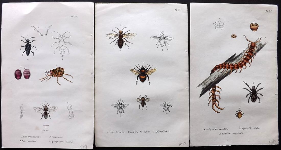 Stephenson, John 1838 Group 3 HC Insect Prints, Scarce (1 of 2)