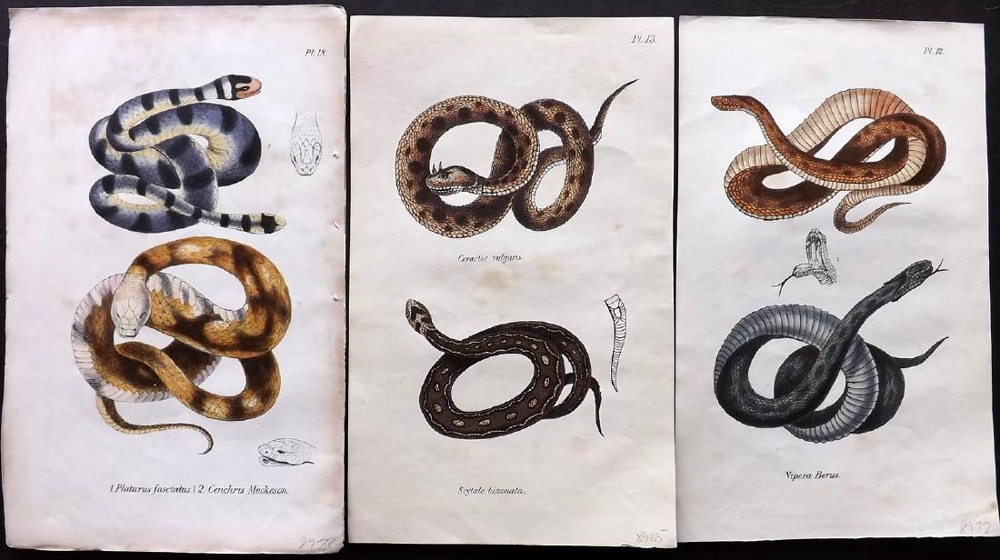 Stephenson, John 1838 Group 3 HC Snake Prints, Scarce (1 of 2)