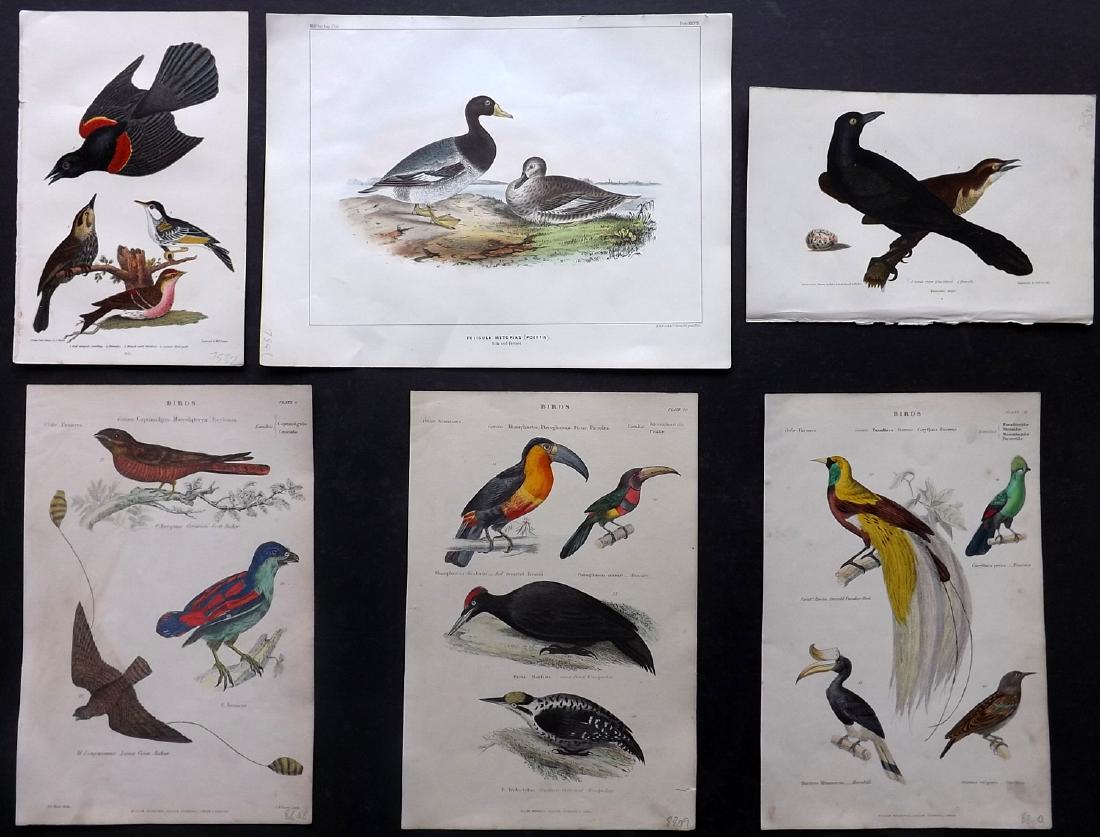 Birds 19th Century Lot of 6 Antique Prints (1 of 2)