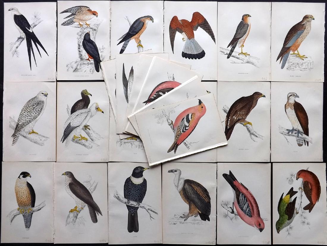 Morris, Francis 1867 Lot of 24 Hand Col Bird Prints: Woodblocks Published 1863-67, London for "A History of British Birds" by the Rev. F. O. Morris. Printed in colours and finished by Benjamin Fawcett. Paper Size: 7.5 x 5 inch (19 x 14cm) Good Condition