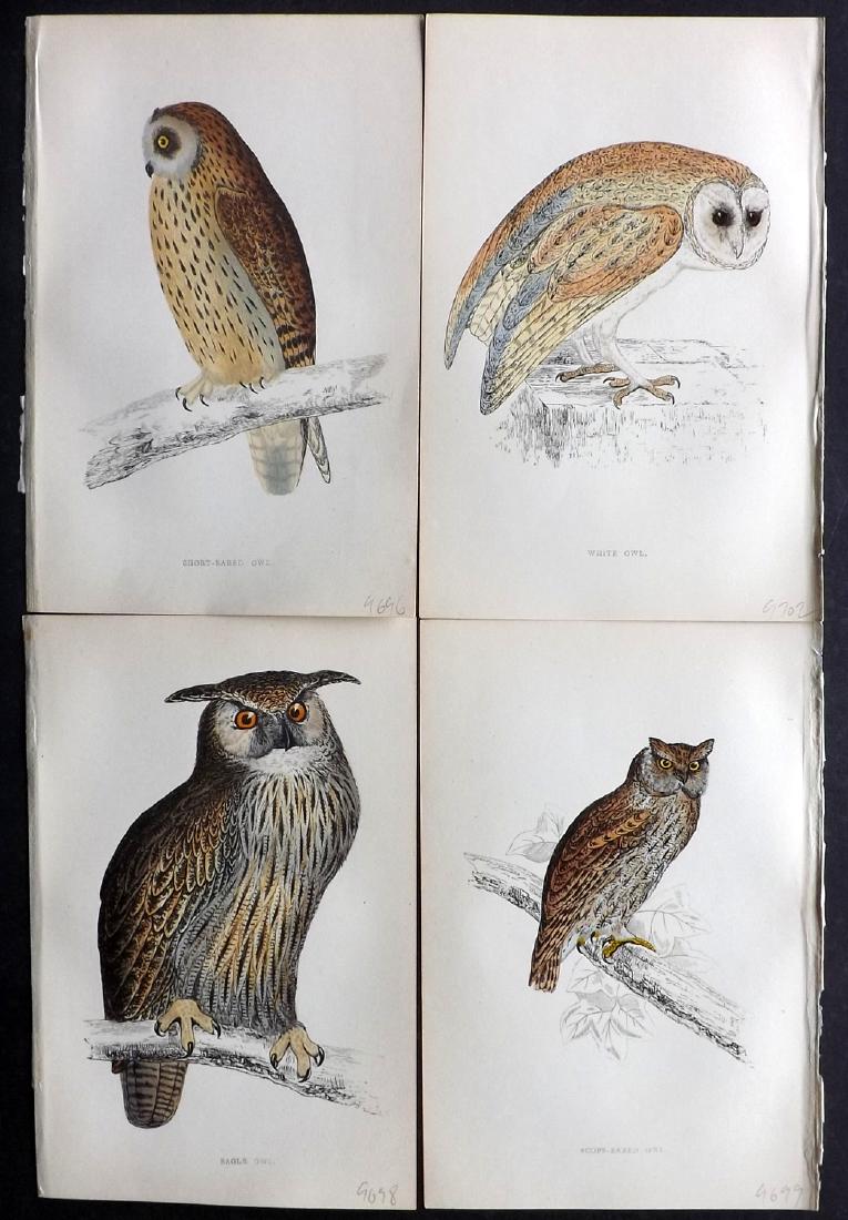 Morris, Francis 1867 Lot of 4 Hand Col Bird Prints.: Woodblocks Published 1863-67, London for "A History of British Birds" by the Rev. F. O. Morris. Printed in colours and finished by Benjamin Fawcett. Paper Size: 7.5 x 5 inch (19 x 14cm) Good Condition