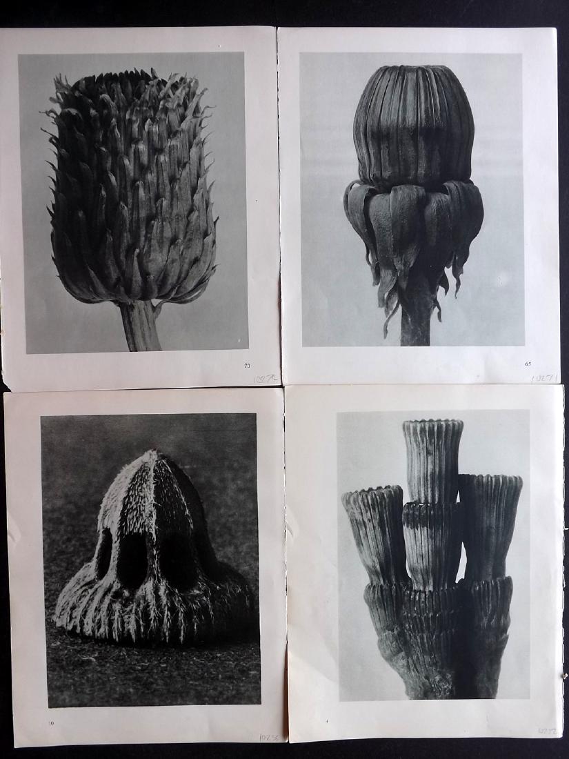 Blossfeldt, Karl 1936 Lot of 4 Botanical Prints (1 of 2)