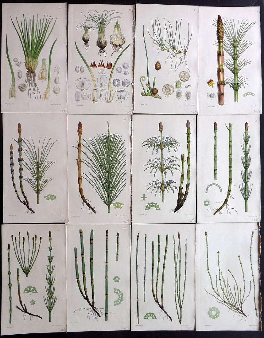 Hooker, William 1861 Lot 12 Botany Prints of Horsetails (1 of 2)