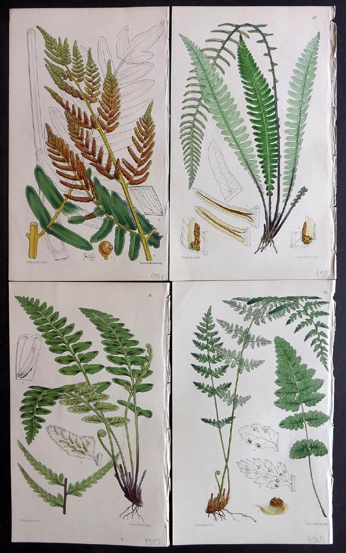 Hooker, William 1861 Lot of 4 Hand Col Fern Prints (1 of 2)