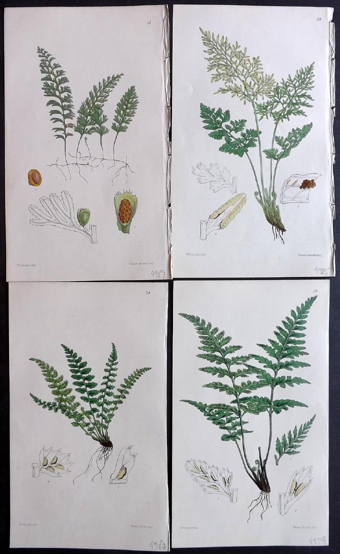 Hooker, William 1861 Lot of 4 Hand Col Fern Prints (1 of 2)