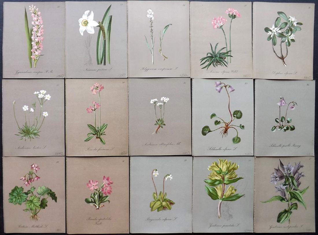 Seboth & Graf 1884 Lot of 15 Botanical Prints: Chromolithographs Published 1879-84, London for "Alpine Plants.." English Edition by Joseph Seboth & Ferdinand Graf. Edited by Alfred W. Bennett. Paper Size: 6.5 x 5 inch (16.5 x 13cm) Good Condition