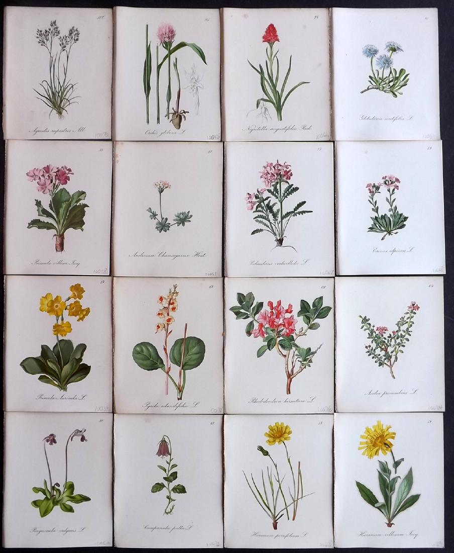 Seboth & Graf 1884 Lot of 16 Botanical Prints: Chromolithographs Published 1879-84, London for "Alpine Plants.." English Edition by Joseph Seboth & Ferdinand Graf. Edited by Alfred W. Bennett. Paper Size: 6.5 x 5 inch (16.5 x 13cm) Good Condition