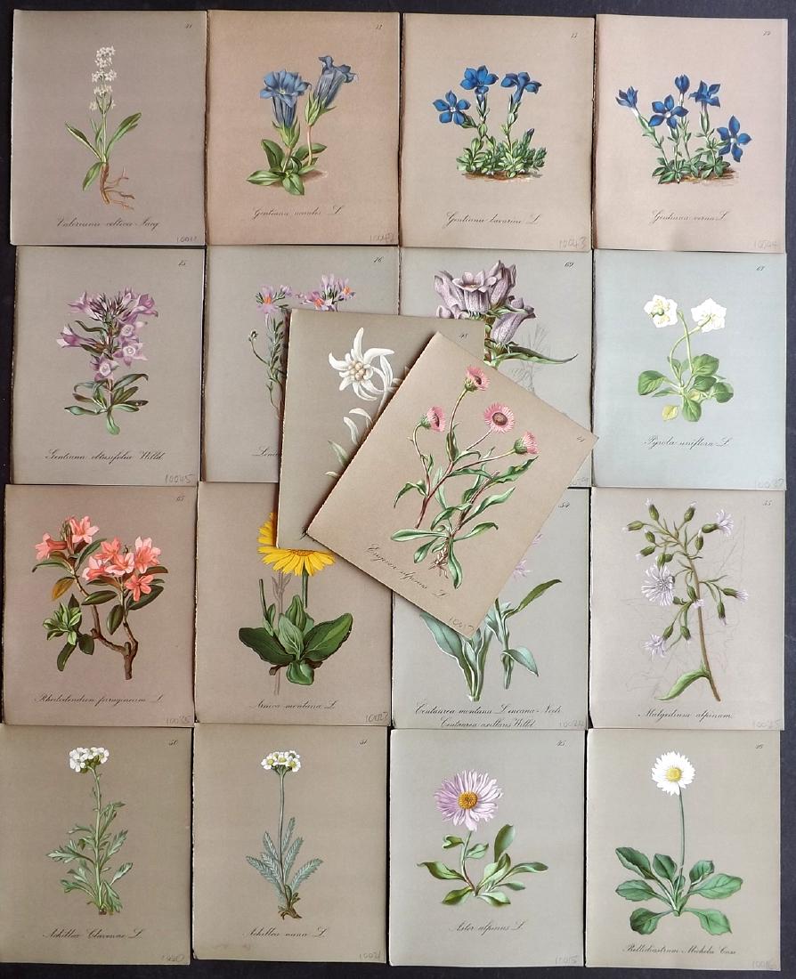 Seboth & Graf 1884 Lot of 18 Botanical Prints: Chromolithographs Published 1879-84, London for "Alpine Plants.." English Edition by Joseph Seboth & Ferdinand Graf. Edited by Alfred W. Bennett. Paper Size: 6.5 x 5 inch (16.5 x 13cm) Good Condition