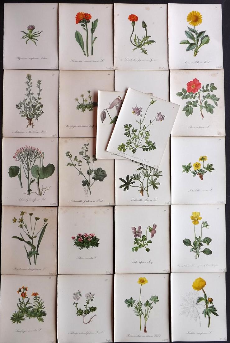 Seboth & Graf 1884 Lot of 22 Botanical Prints: Chromolithographs Published 1879-84, London for "Alpine Plants.." English Edition by Joseph Seboth & Ferdinand Graf. Edited by Alfred W. Bennett. Paper Size: 6.5 x 5 inch (16.5 x 13cm) Good Condition