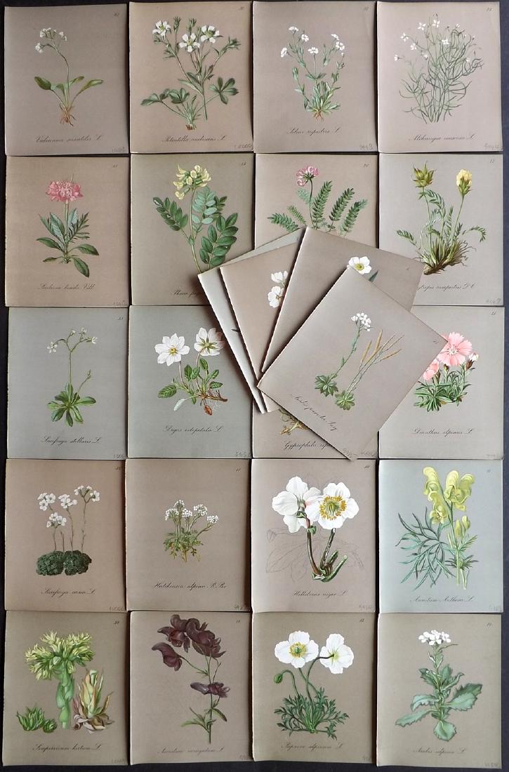 Seboth & Graf 1884 Lot of 24 Botanical Prints: Chromolithographs Published 1879-84, London for "Alpine Plants.." English Edition by Joseph Seboth & Ferdinand Graf. Edited by Alfred W. Bennett. Paper Size: 6.5 x 5 inch (16.5 x 13cm) Good Condition