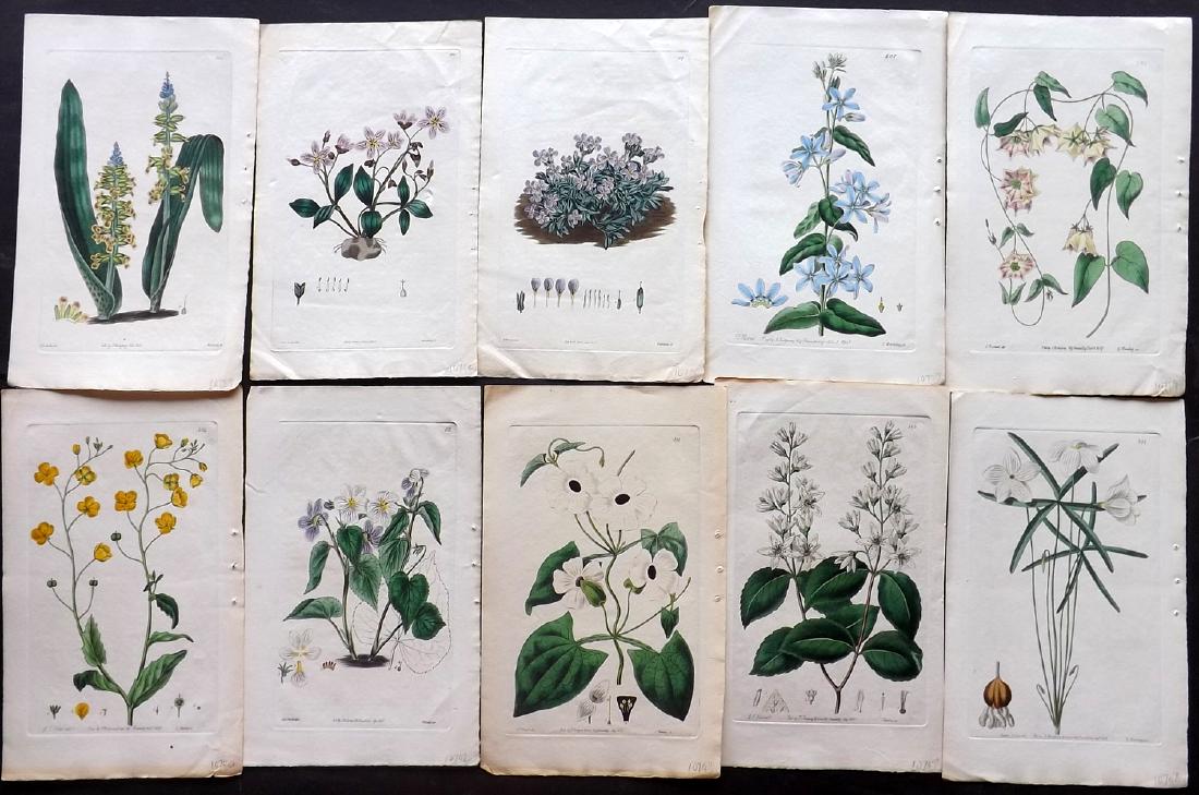 Sweet, Robert C1830 Lot of 10 Hand Col Botanical Prints: Hand Coloured Etchings Published 1827-38, London for "The British Flower Garden..." by Robert Sweet. With accompanying descriptive text. Paper Size: 10 x 6 inch (25 x 16cm) Good Condition