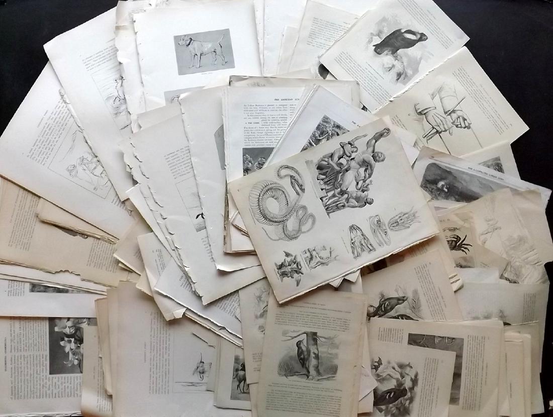 Natural History, Birds 19th Cent. Lot 200 Illus Sheets (1 of 8)
