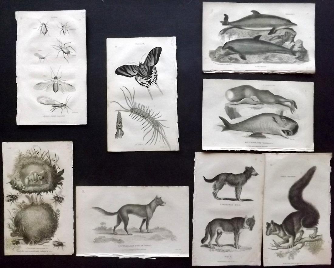 Shaw, George C1800 Lot of 8 Prints. Insects, Whale etc: Copper Plates Published 1800-26 by G.Kearsley, London for "General Zoology or Systematic Natural History" by George Shaw. Paper Size: 9.5 x 6.5 inch (24 x 16.5cm) Minor background toning. Good Conditi