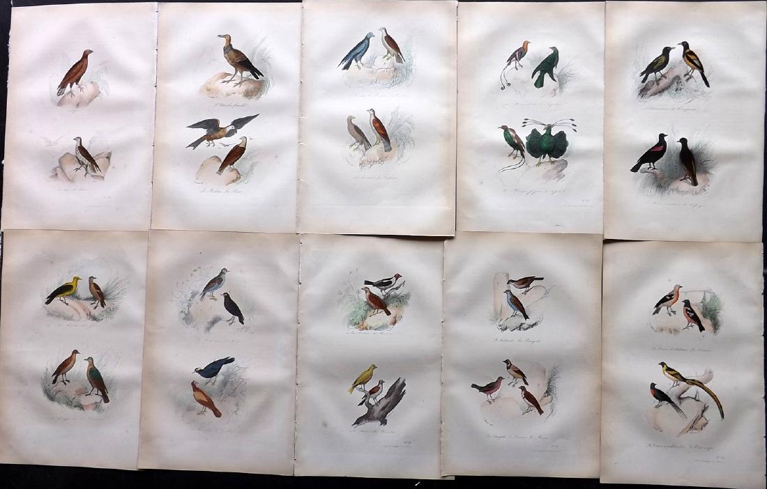 Buffon, Comte de 1857 Lot of 10 Hand Col Bird Prints: Hand Coloured Etchings Published 1853-57, Paris for "Oeuvres Completes de Buffon" by The Comte de Buffon & Pierre Flourens. Paper Size: 10.5 x 7 inch (27 x 19cm) Good Condition overall