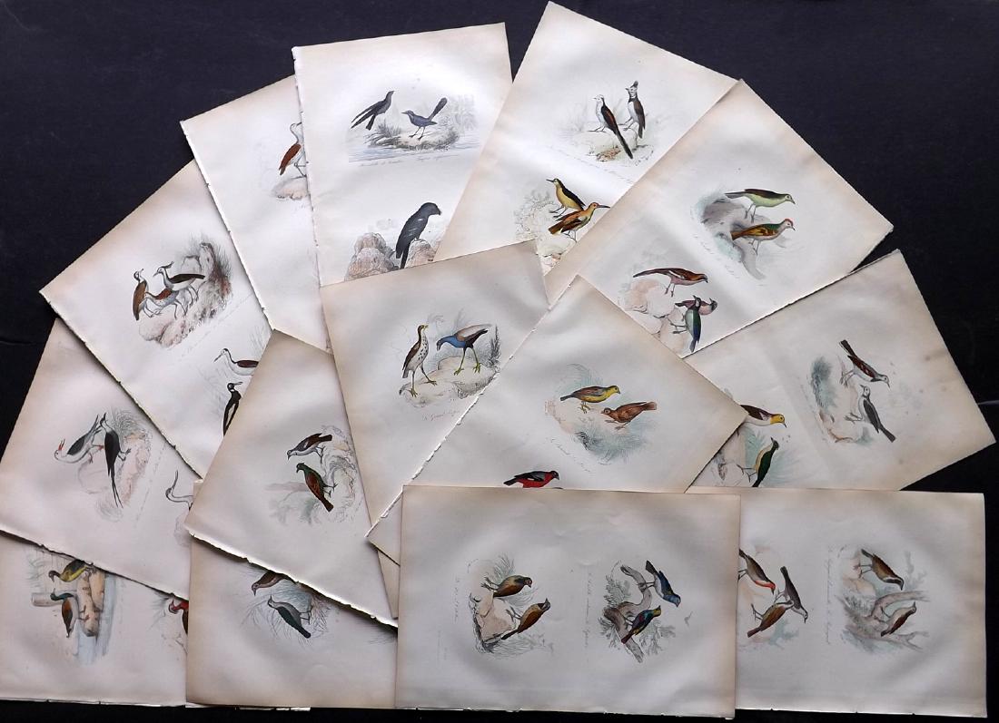 Buffon, Comte de 1857 Lot of 15 Hand Col Bird Prints: Hand Coloured Etchings Published 1853-57, Paris for "Oeuvres Completes de Buffon" by The Comte de Buffon & Pierre Flourens. Paper Size: 10.5 x 7 inch (27 x 19cm) Good Condition overall