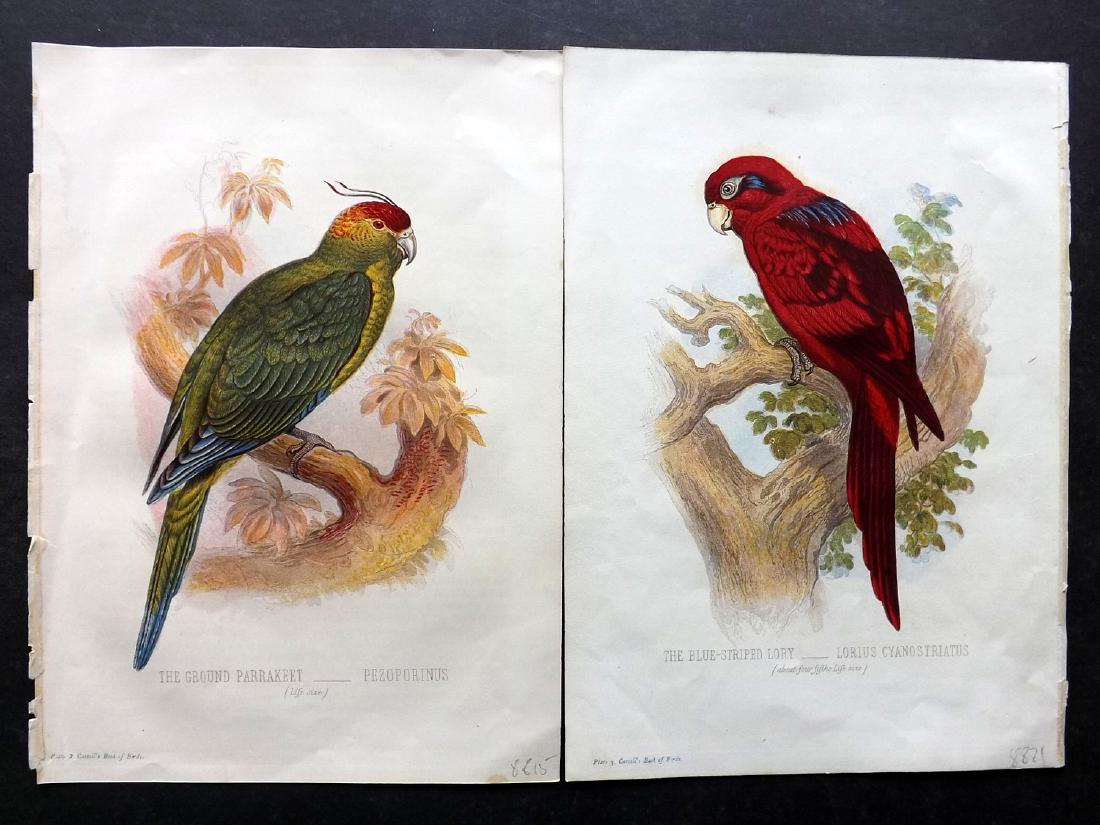 Jones, Thomas Rymer 1869 Pair of Parrot Bird Prints (1 of 2)