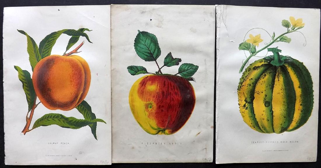 Anderson, James C1875 Group of 3 Fruit Prints (1 of 2)