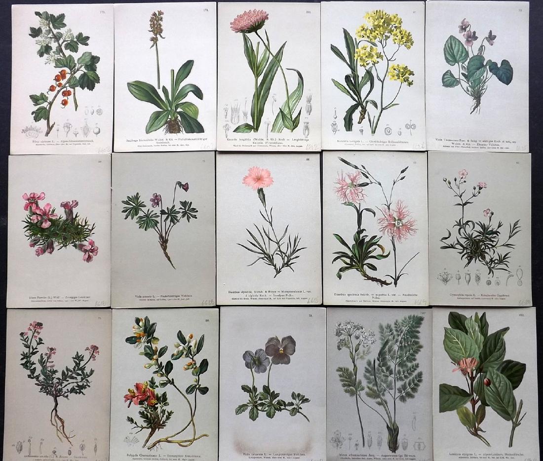 Hartinger, Anton 1884 Lot of 15 Botanical Prints (1 of 2)