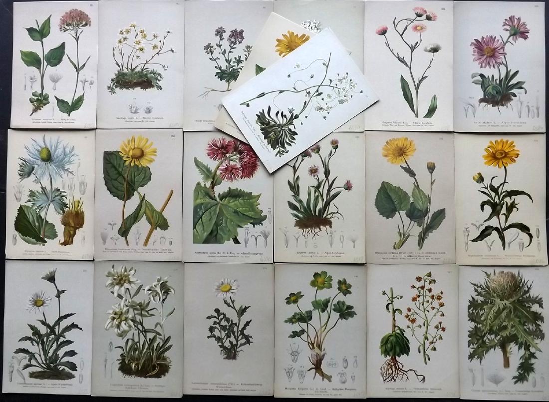 Hartinger, Anton 1884 Lot of 20 Botanical Prints (1 of 2)