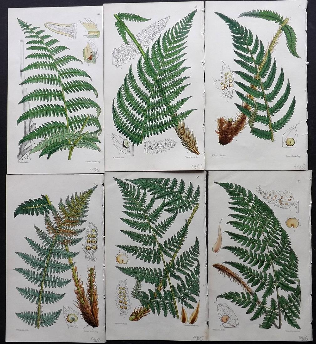 Hooker, William 1861 Lot of 6 Fine Hand Col Fern Prints (1 of 2)
