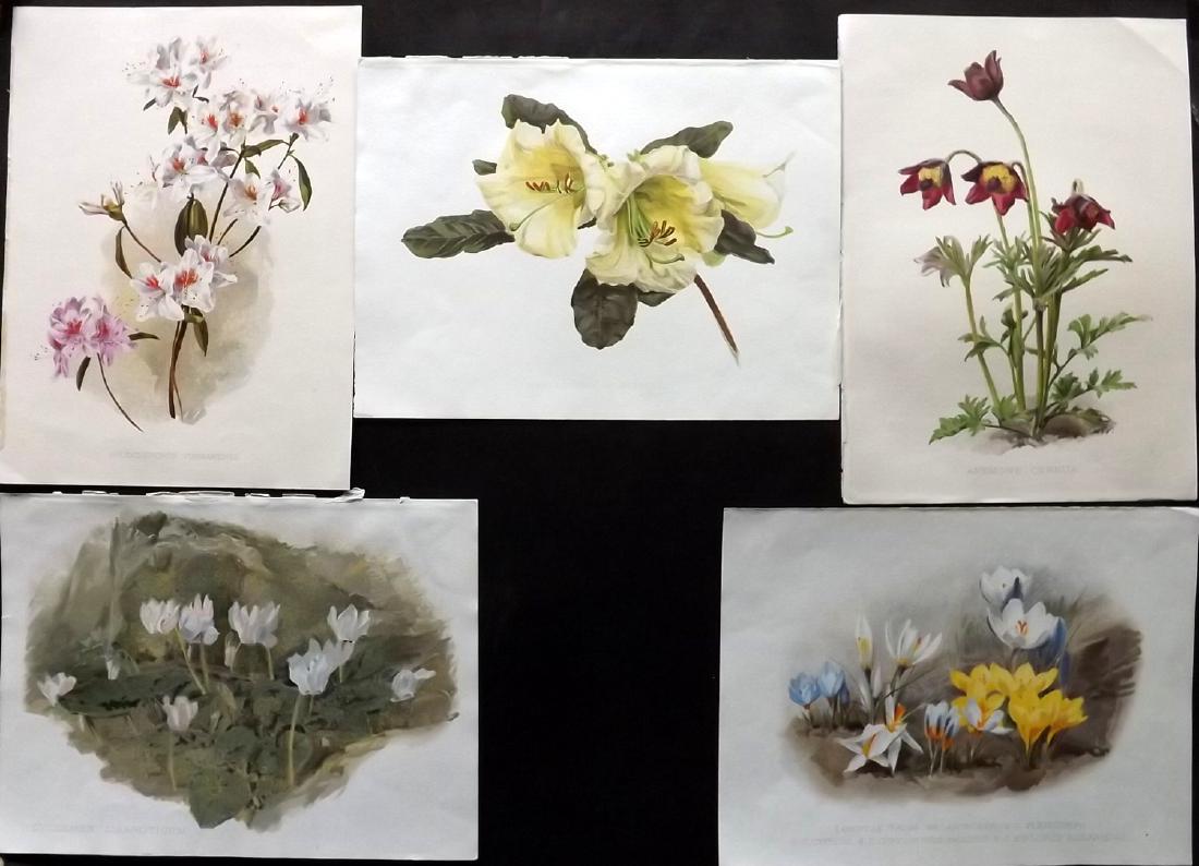 Moon, H. G. 1903 Lot of 5 Antique Botanical Prints (1 of 2)