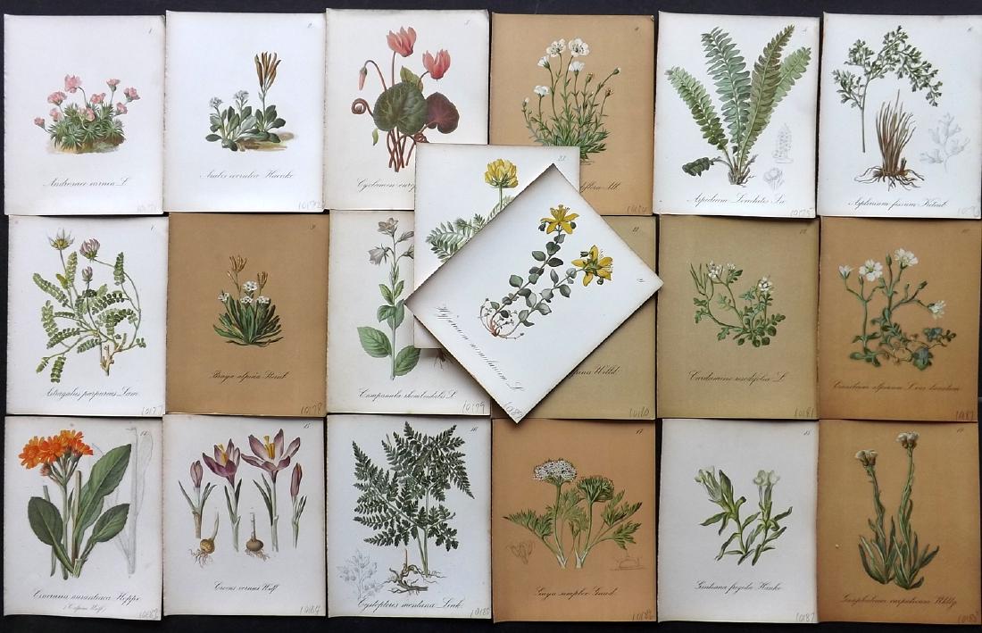 Seboth & Graf 1884 Lot of 20 Botanical Prints: Chromolithographs Published 1879-84, London for "Alpine Plants.." English Edition by Joseph Seboth & Ferdinand Graf. Edited by Alfred W. Bennett. Paper Size: 6.5 x 5 inch (16.5 x 13cm) Good Condition