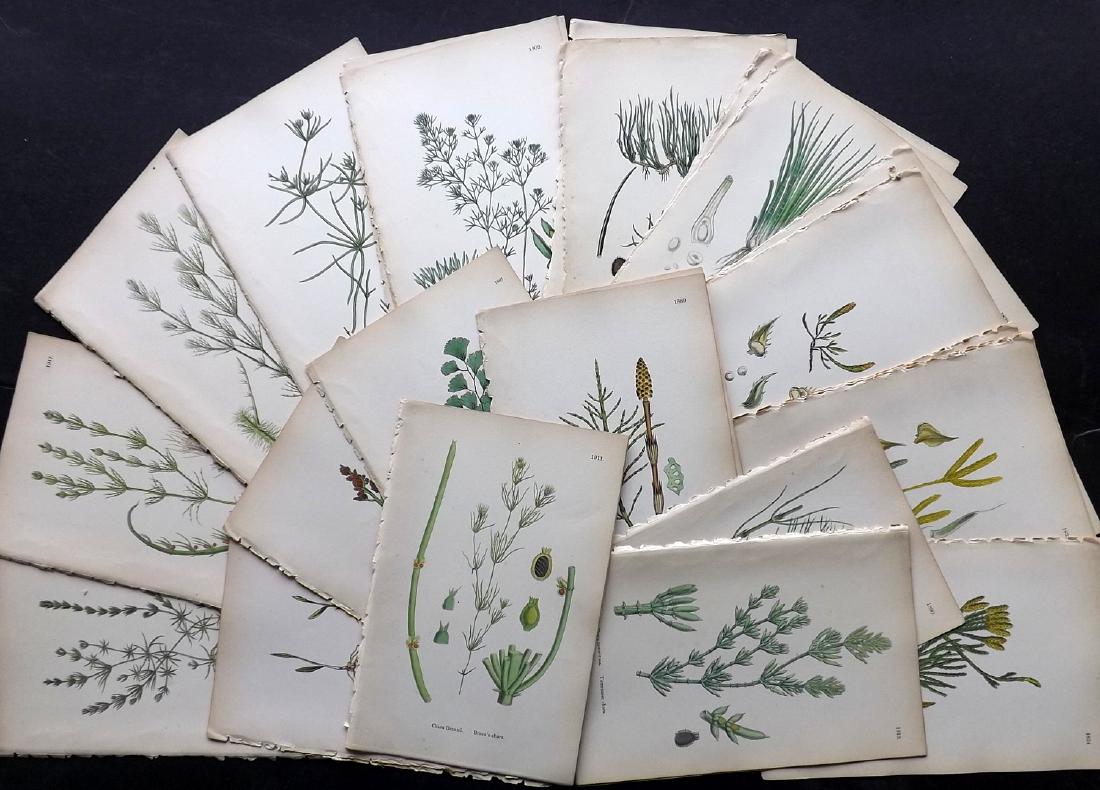 Sowerby, James 1883 Lot of 30 Hand Col Botanical Prints (1 of 3)